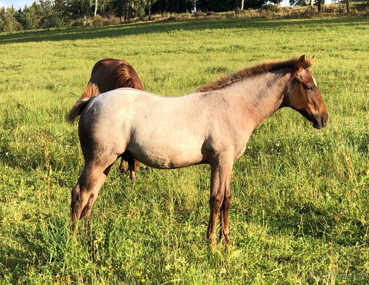 AQH hřebeček 2025 - 7