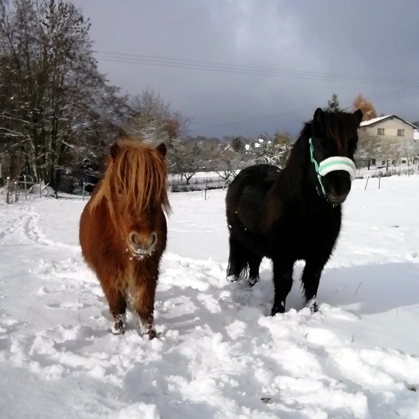 Docházka k poníkovi - 7