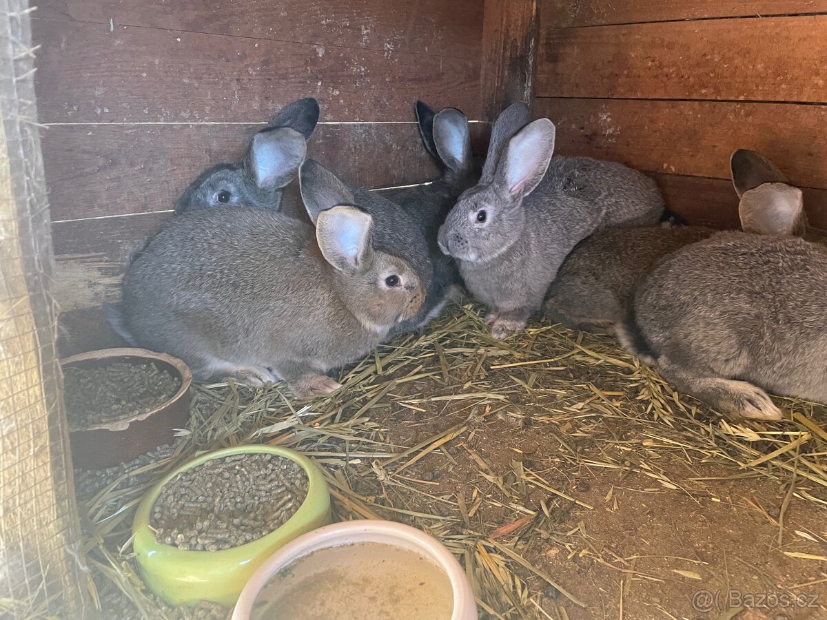 Prodám králíky - 7