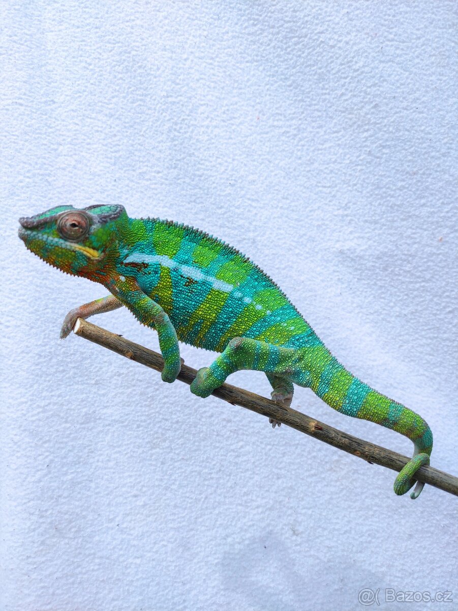 chameleon pardálí, terárium - 7