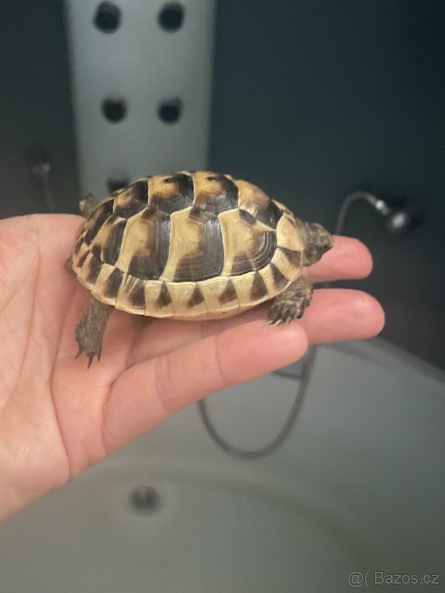 Želva testudo graeca -žlutohnědá - 7