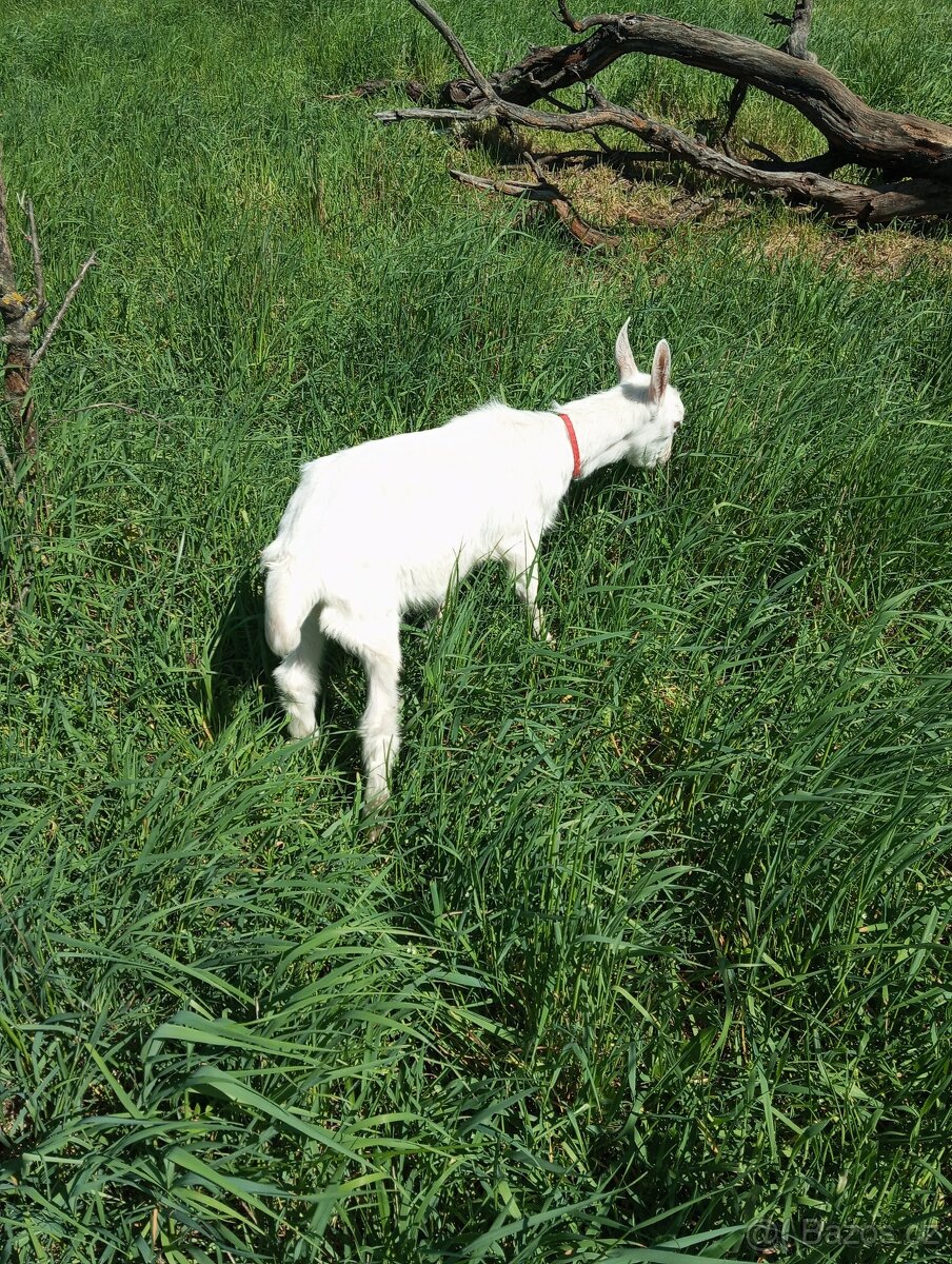 Kůzlata - 7