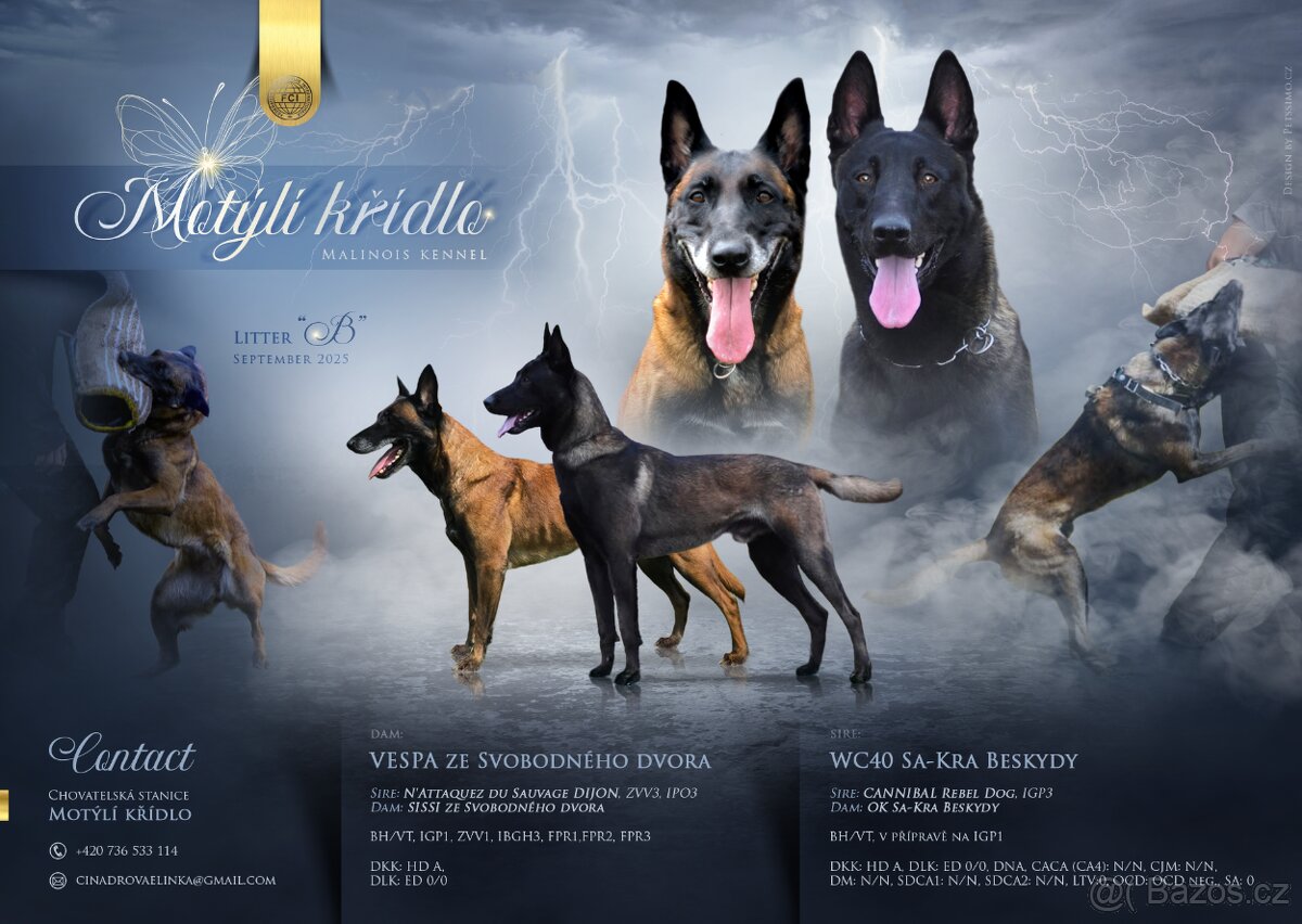 Belgický ovčák malinois s pp - 7