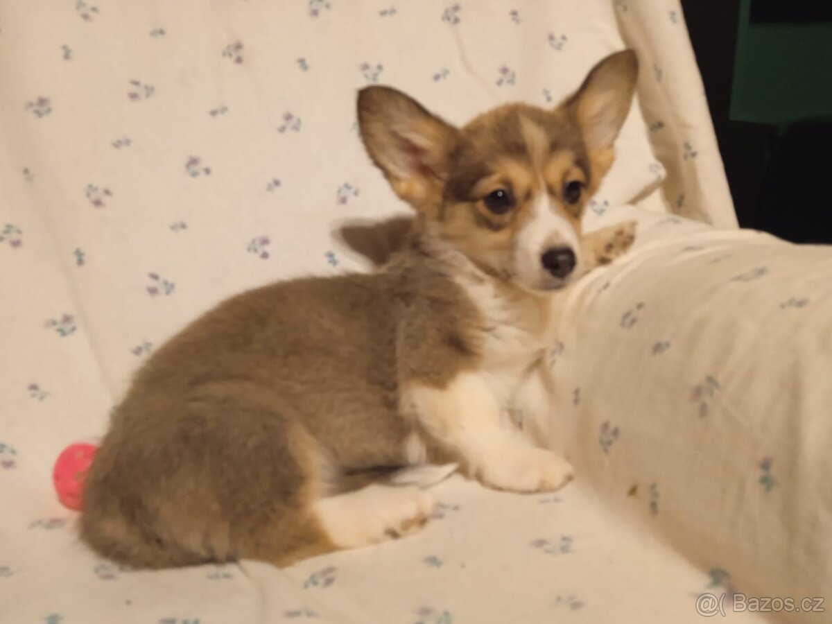 Welsh Corgi - 7