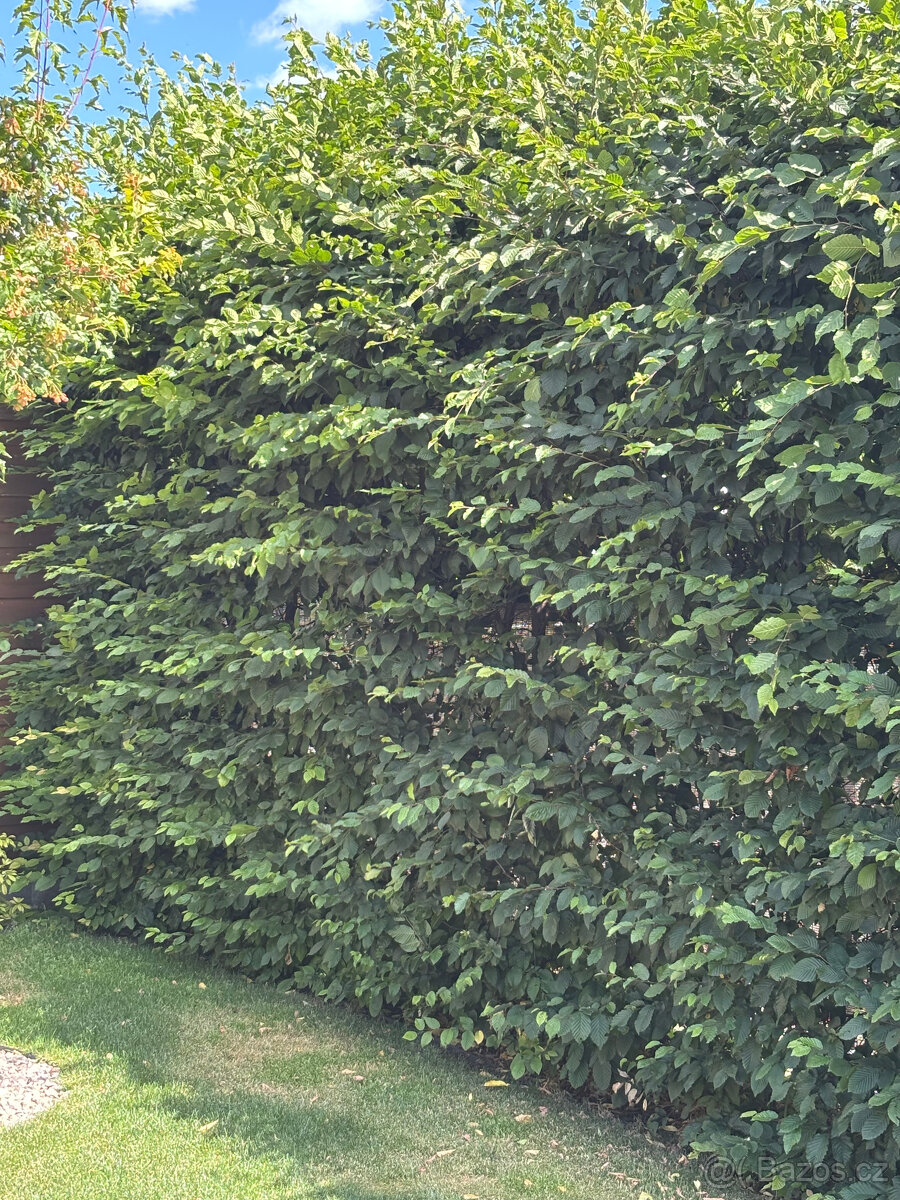 Habr na živý plot - 7