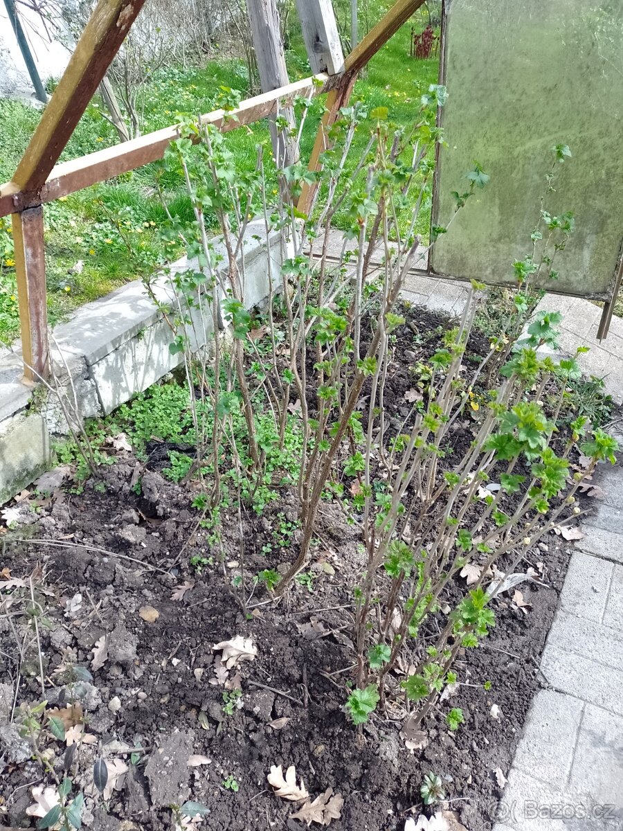 ptačí zob na živé ploty, rybízy,skalníky,půdopokryvné růže - 7