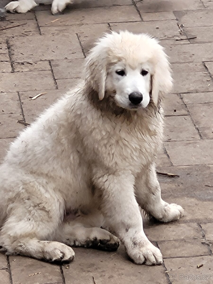 Slovenský čuvač - 7