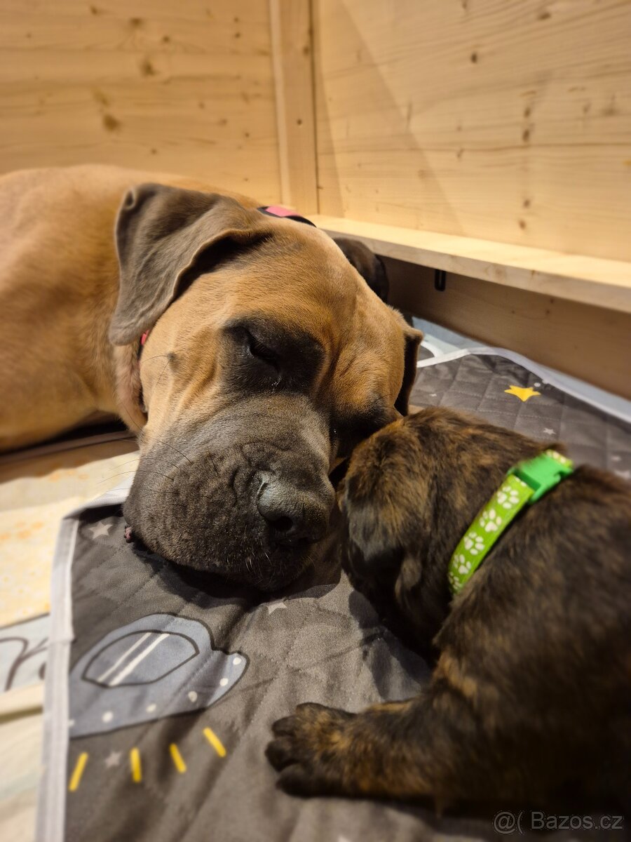 Cane Corso s PP - 7