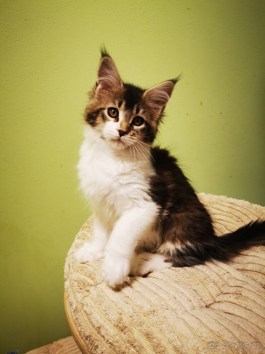 Mainská mývalí s pp - 7