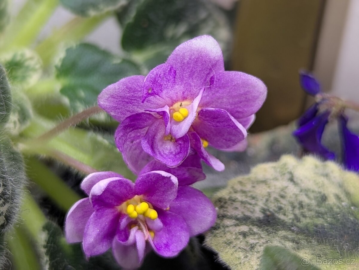 Africké fialky - 7