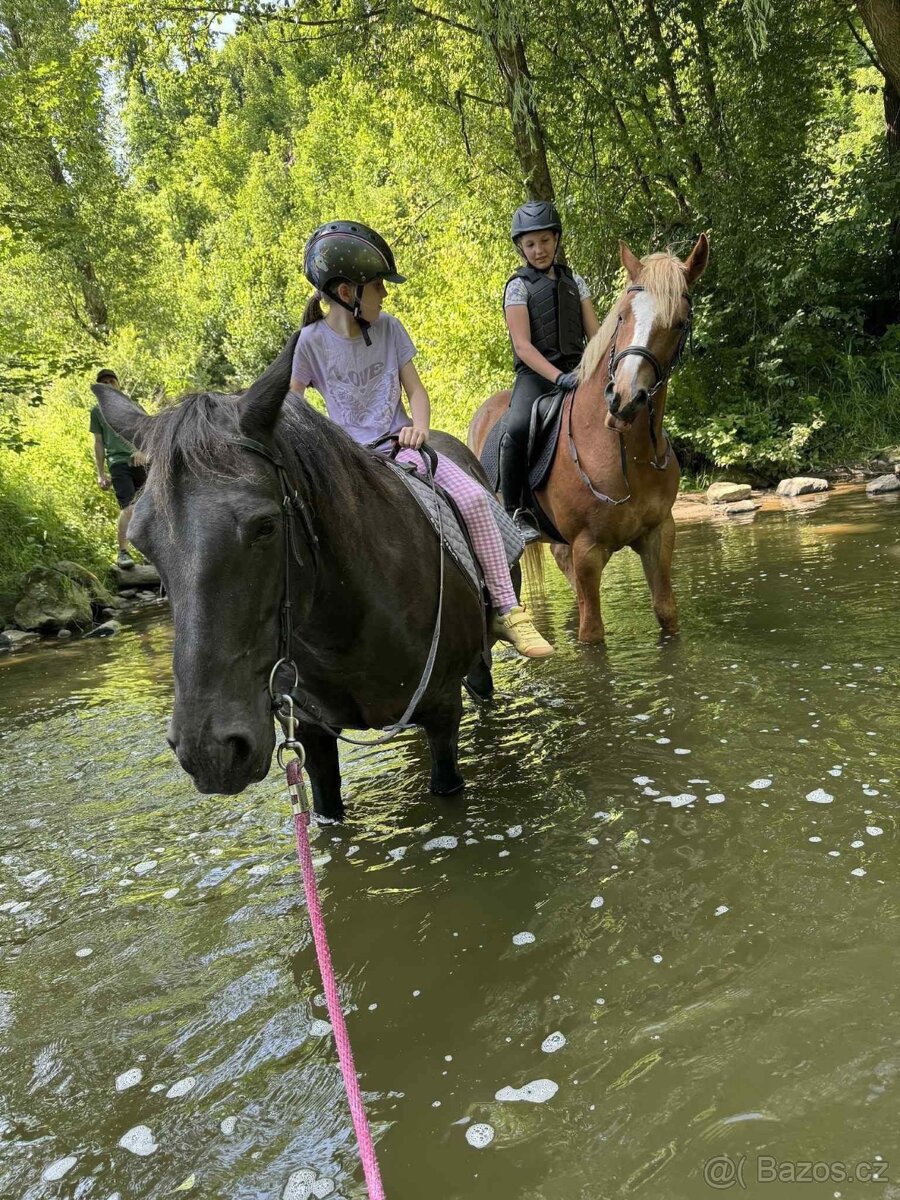 Prodej velmi hodného vychovaného pony poníka kategorie B - 7