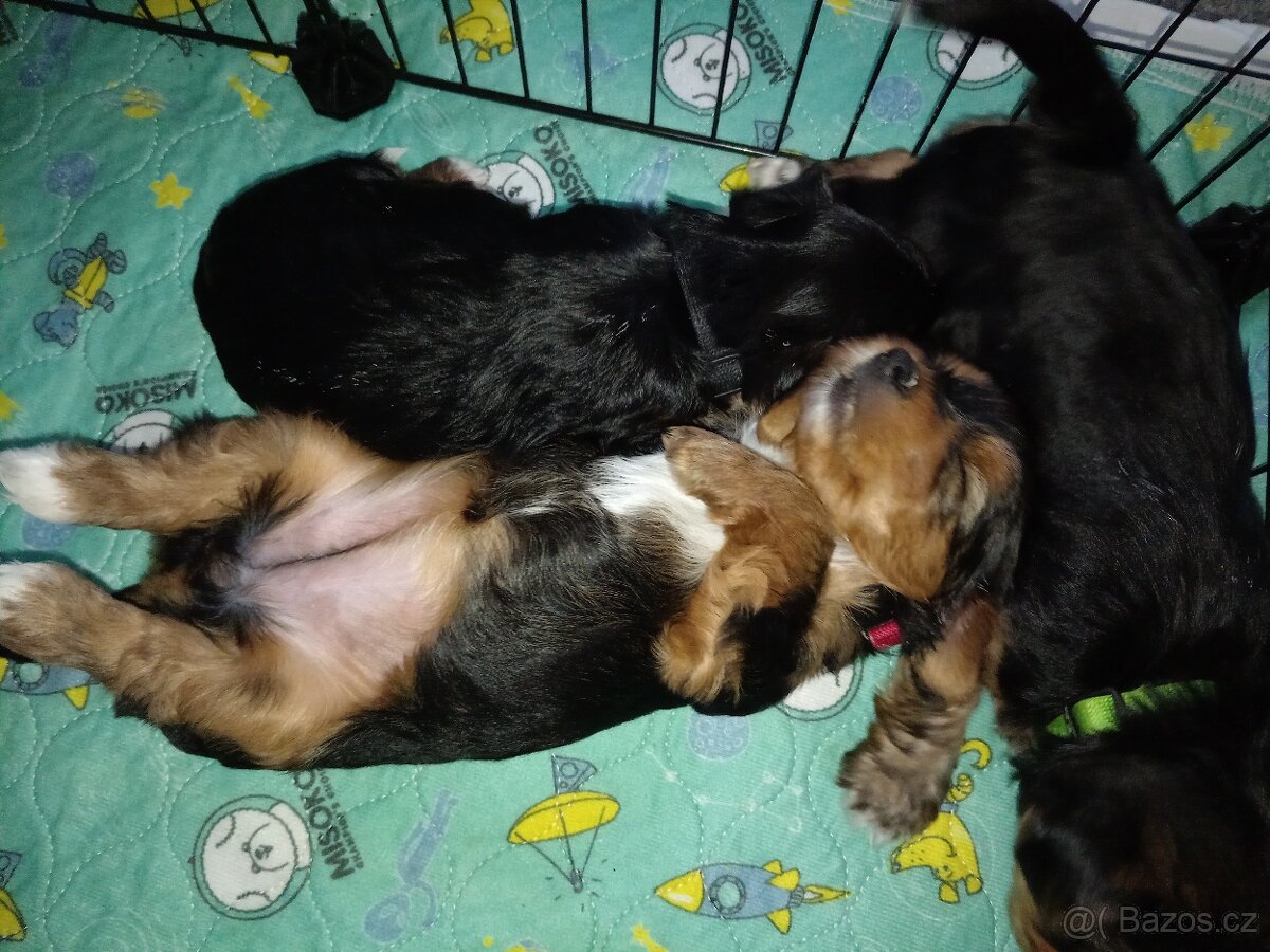 Jorkšír štěňátka - 7