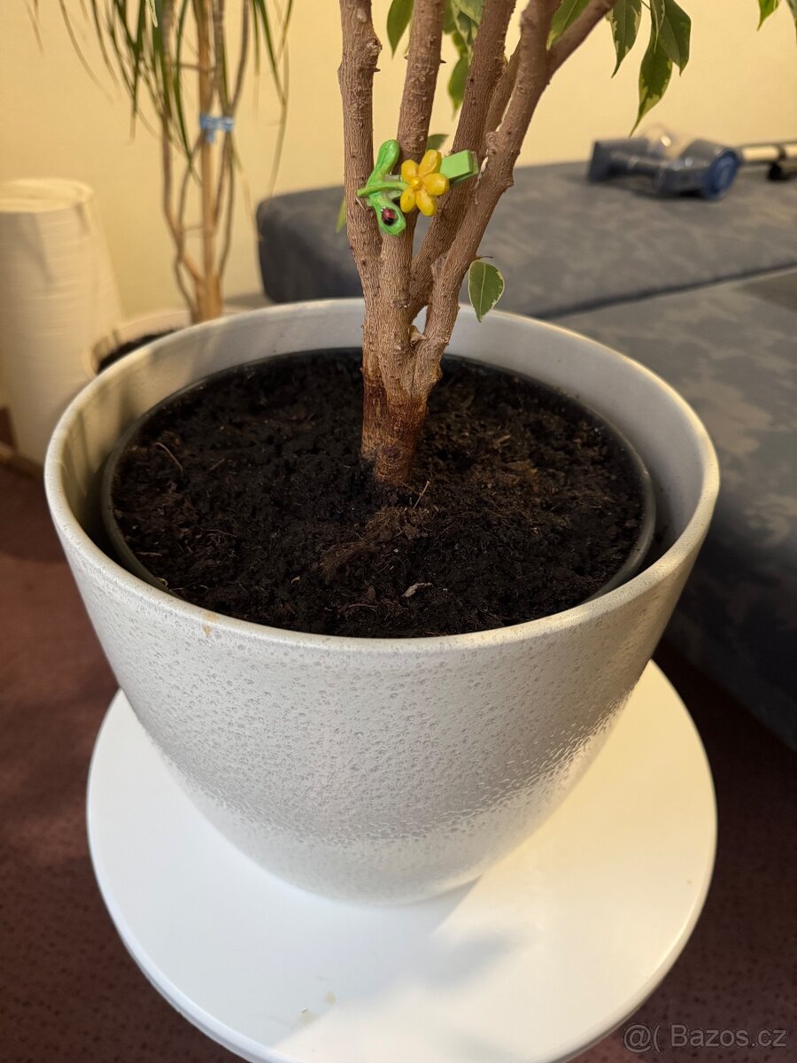 Květina Ficus benjamina (drobnolistý/malolistý) - 7