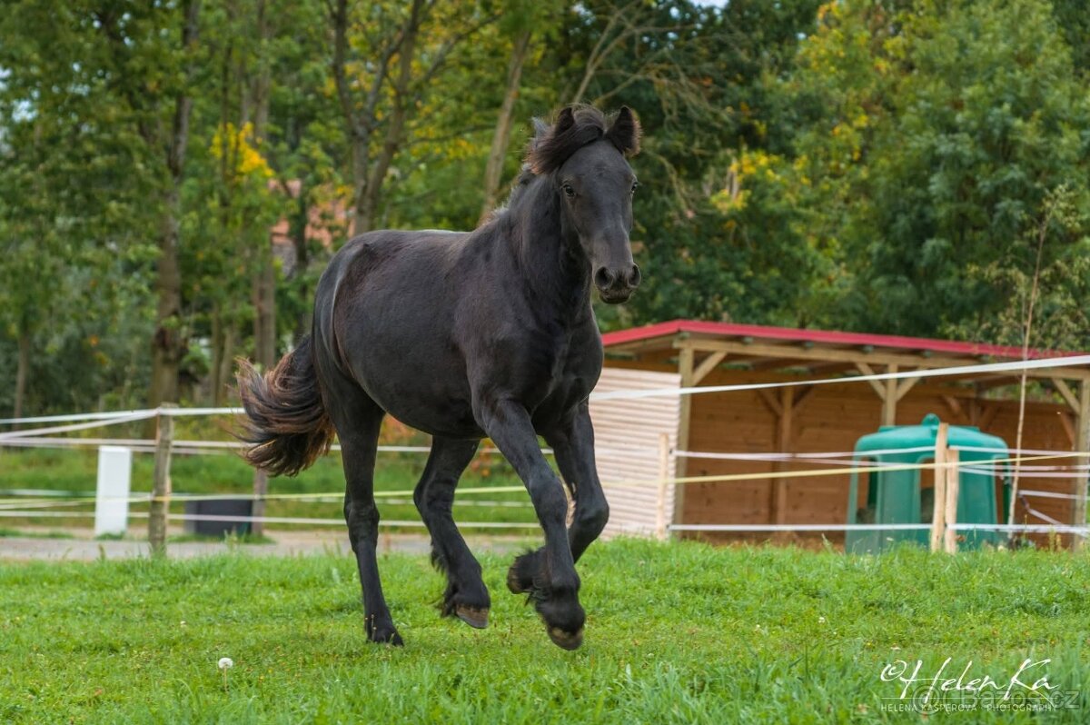Fell pony klisnička Arriana - 7