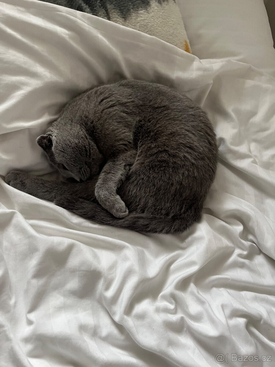Prodám kočičku - 7