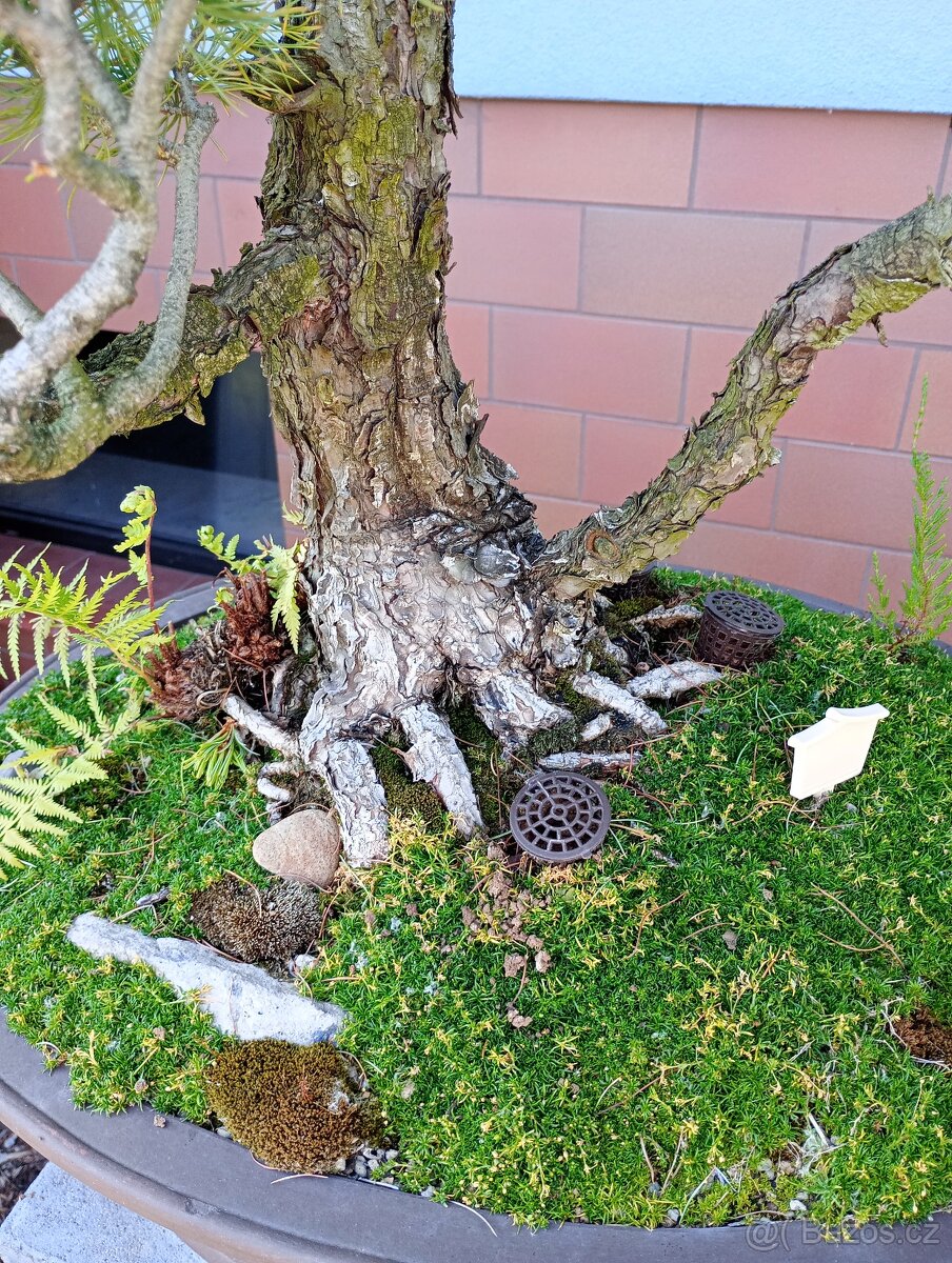Borovice drobnokvětá bonsai - 7