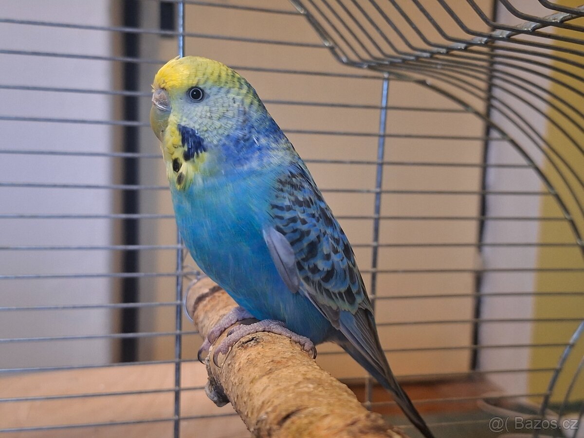 Andulka - samice duhová - 7