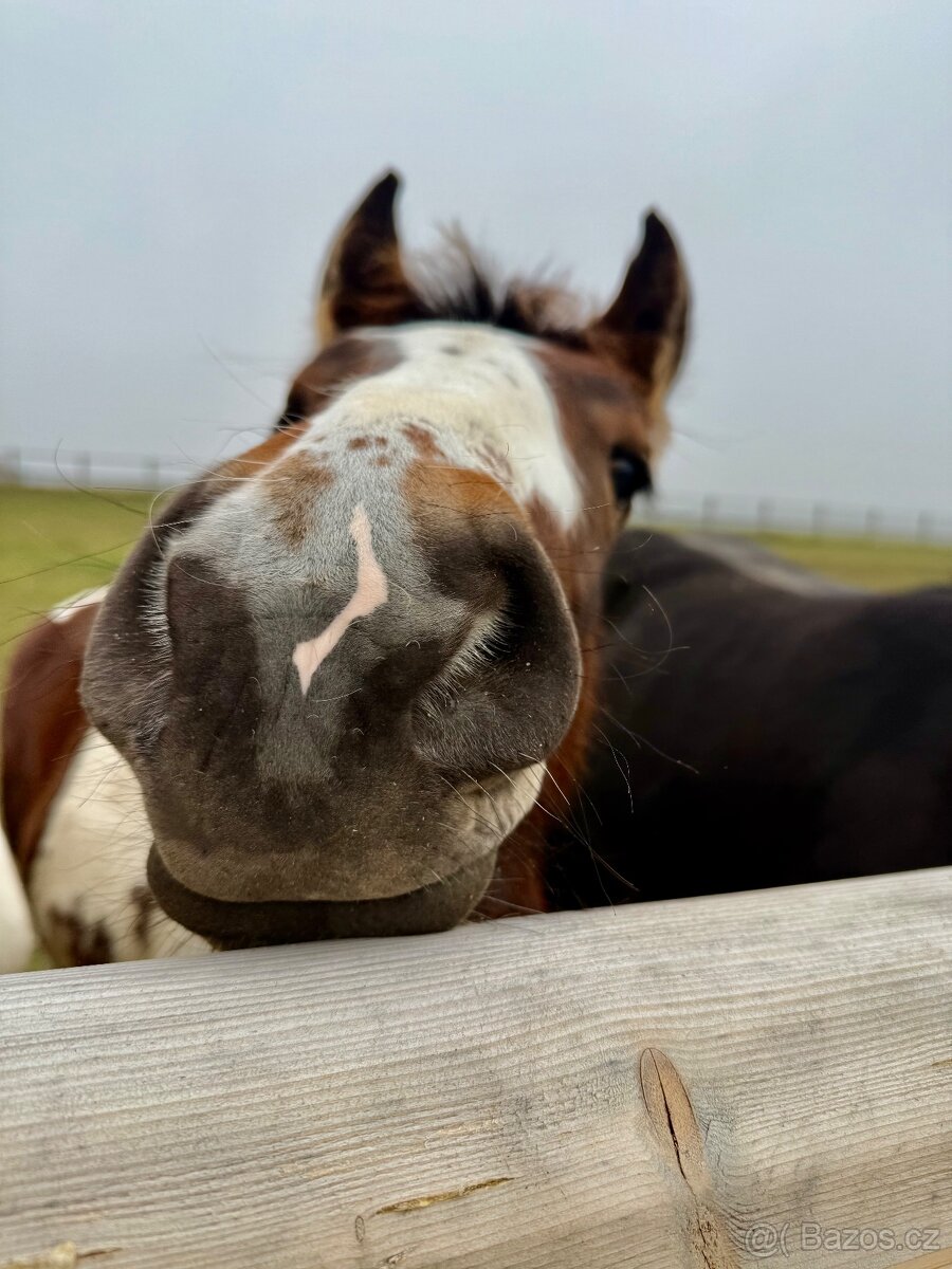 Hřebeček Irish cob / Irský cob - STRACHOVICE Lord Dylan - 7