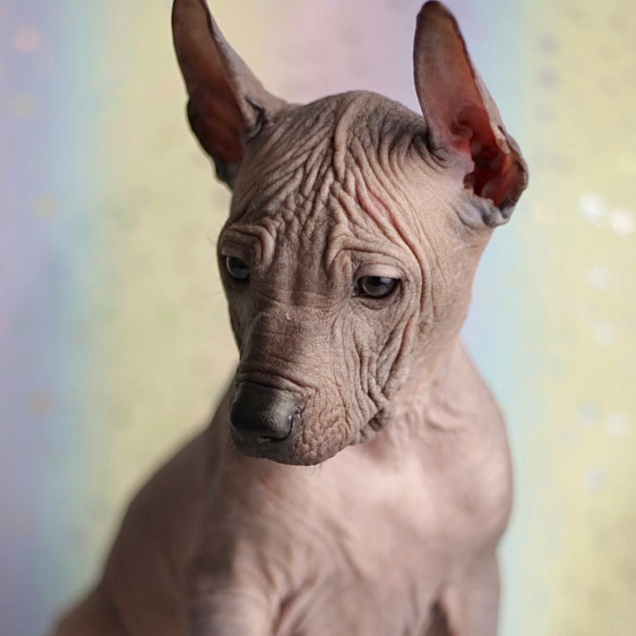 Peruánsky naháč s PP stredná/veľká - 7