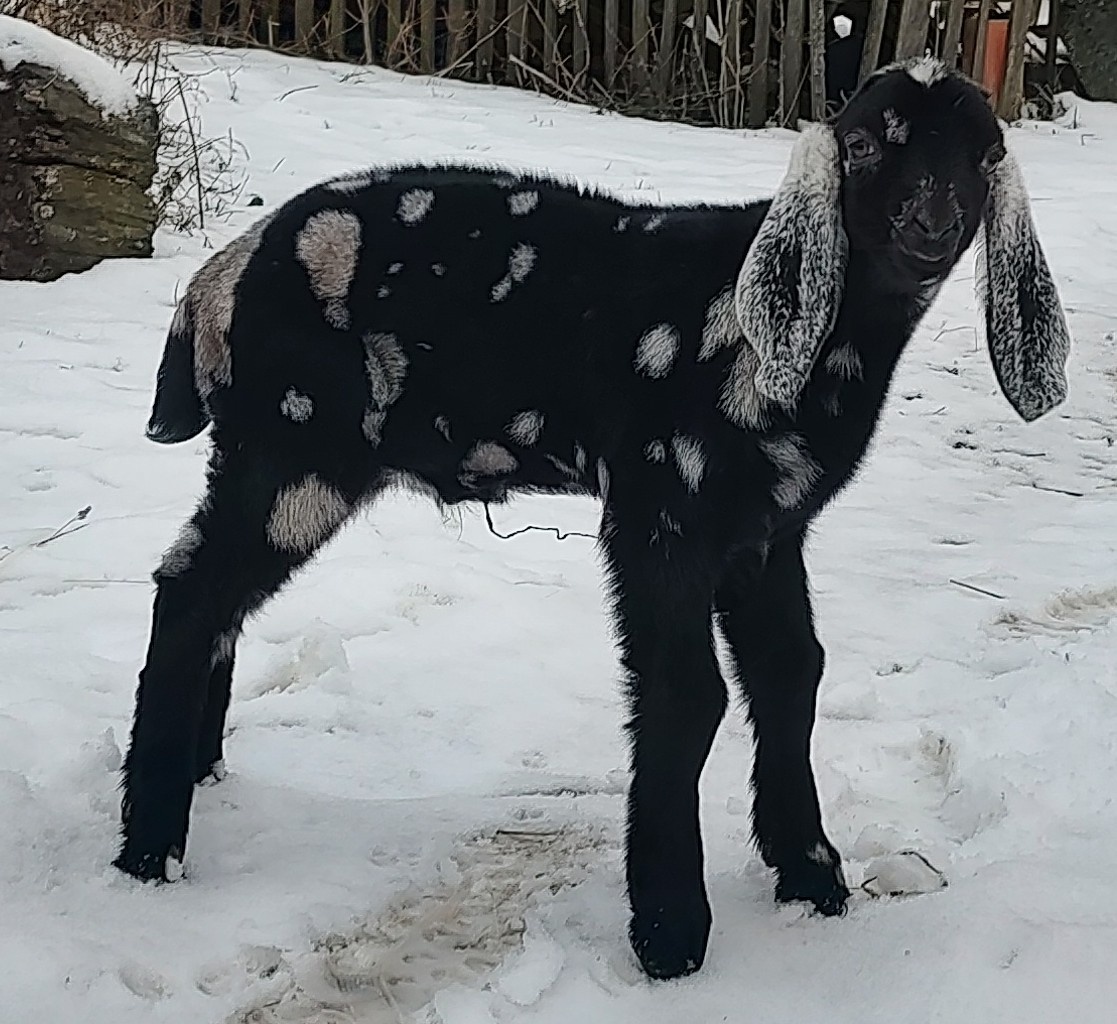 100% AN kozlík II. - 7