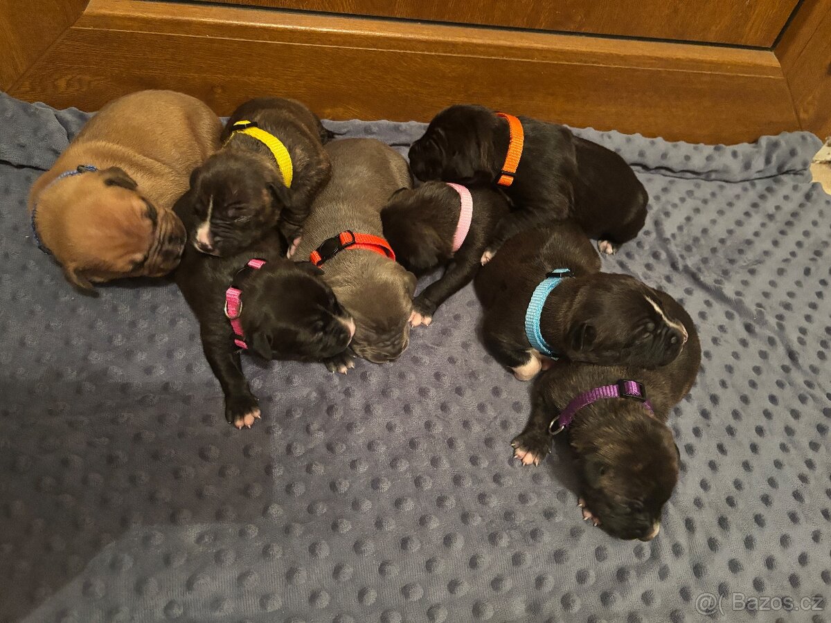 Americký stafordsirsky terier, Stafford, amstaf - 7