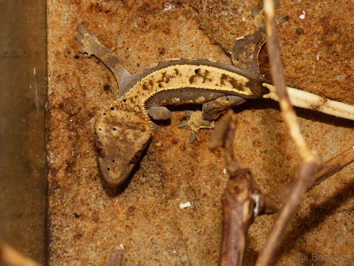 Pagekon řasnatý (Coreolophus ciliatus) - 7