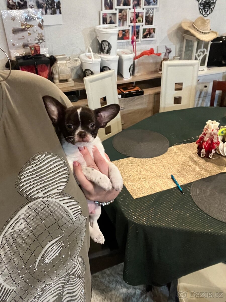 Čokoládovobílý pejsek čivava s PP FCI , ihned k odběru - 7