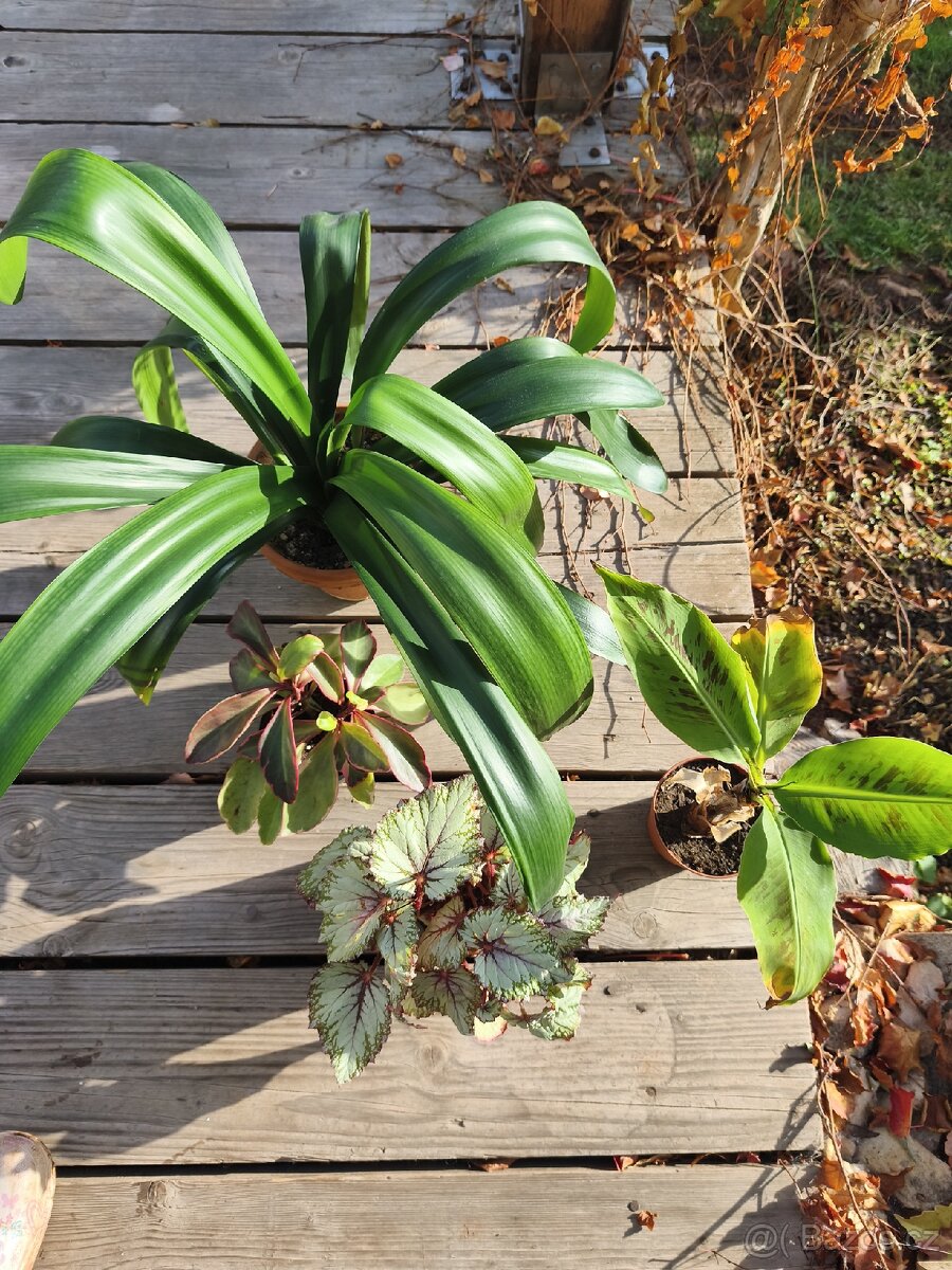 Pokojové rostliny + zdarma Aloe Vera - 7