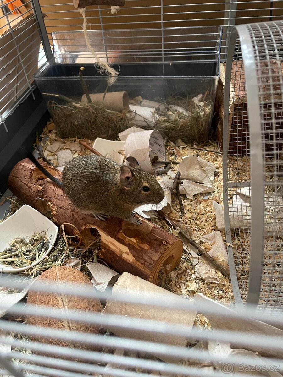 Velká vybavená klec pro osmáky degu - 7