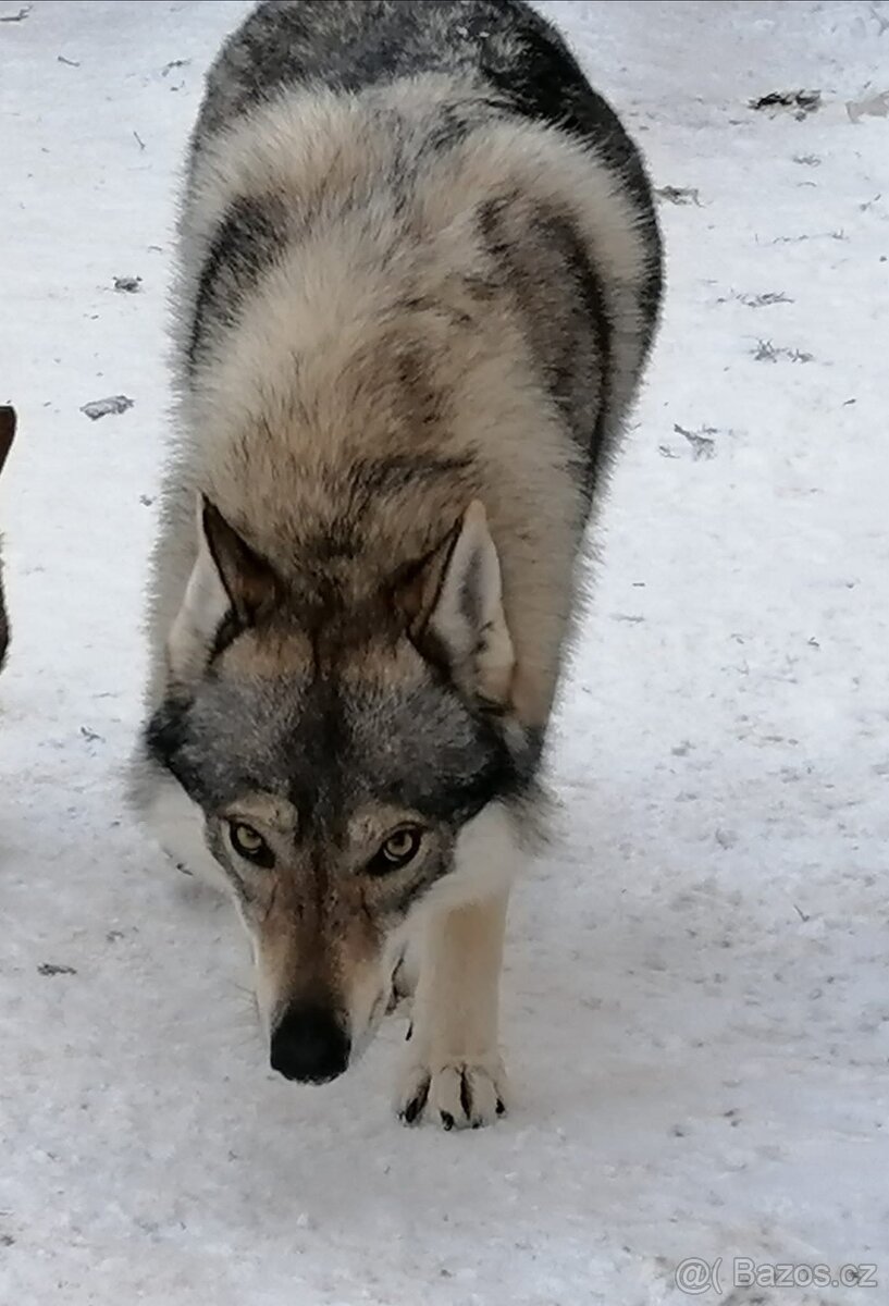 Československý vlčák s PP - 7