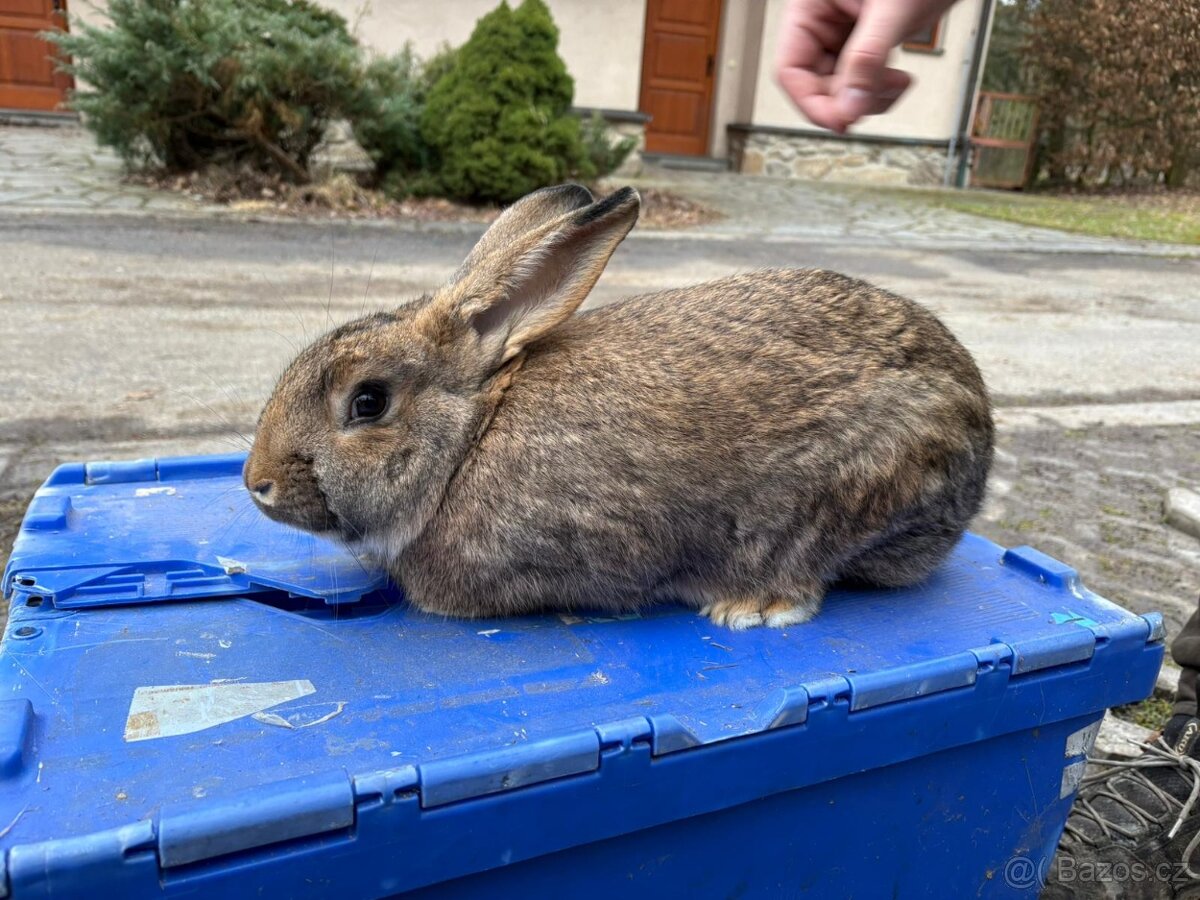 Králíci VŠ - 7