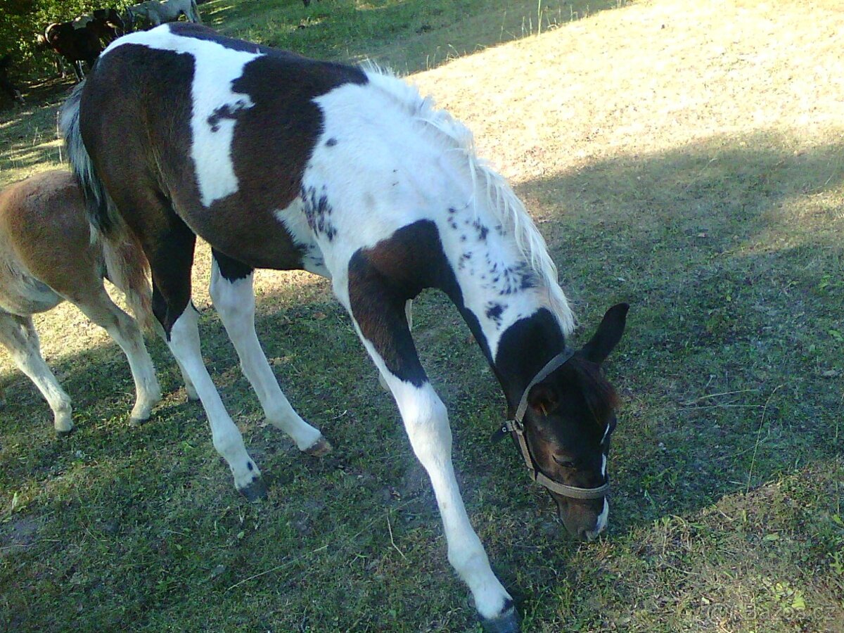 Prodám více koní - 7