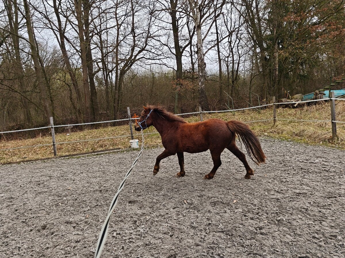 Pony klisna Welsh part bred s PP - 7