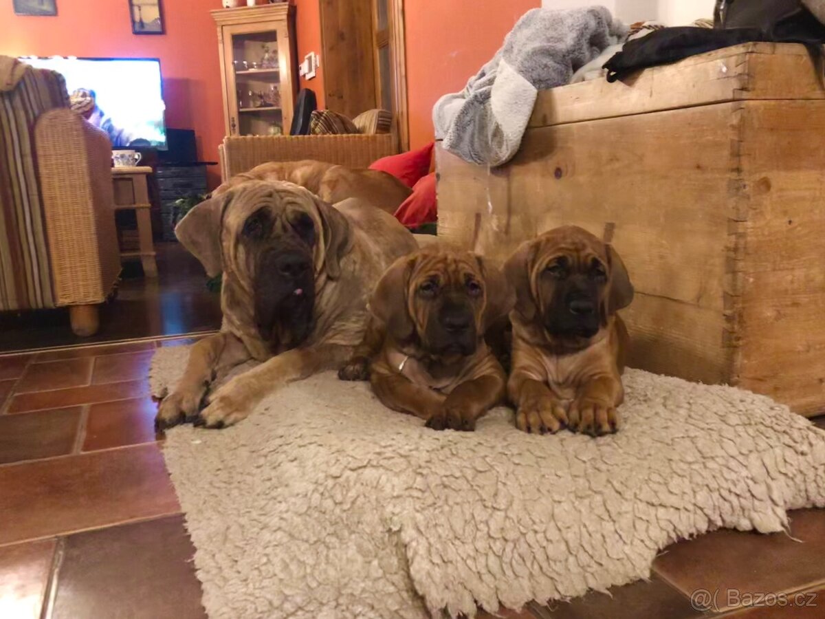 TOSA INU - štěňata s PP - 7