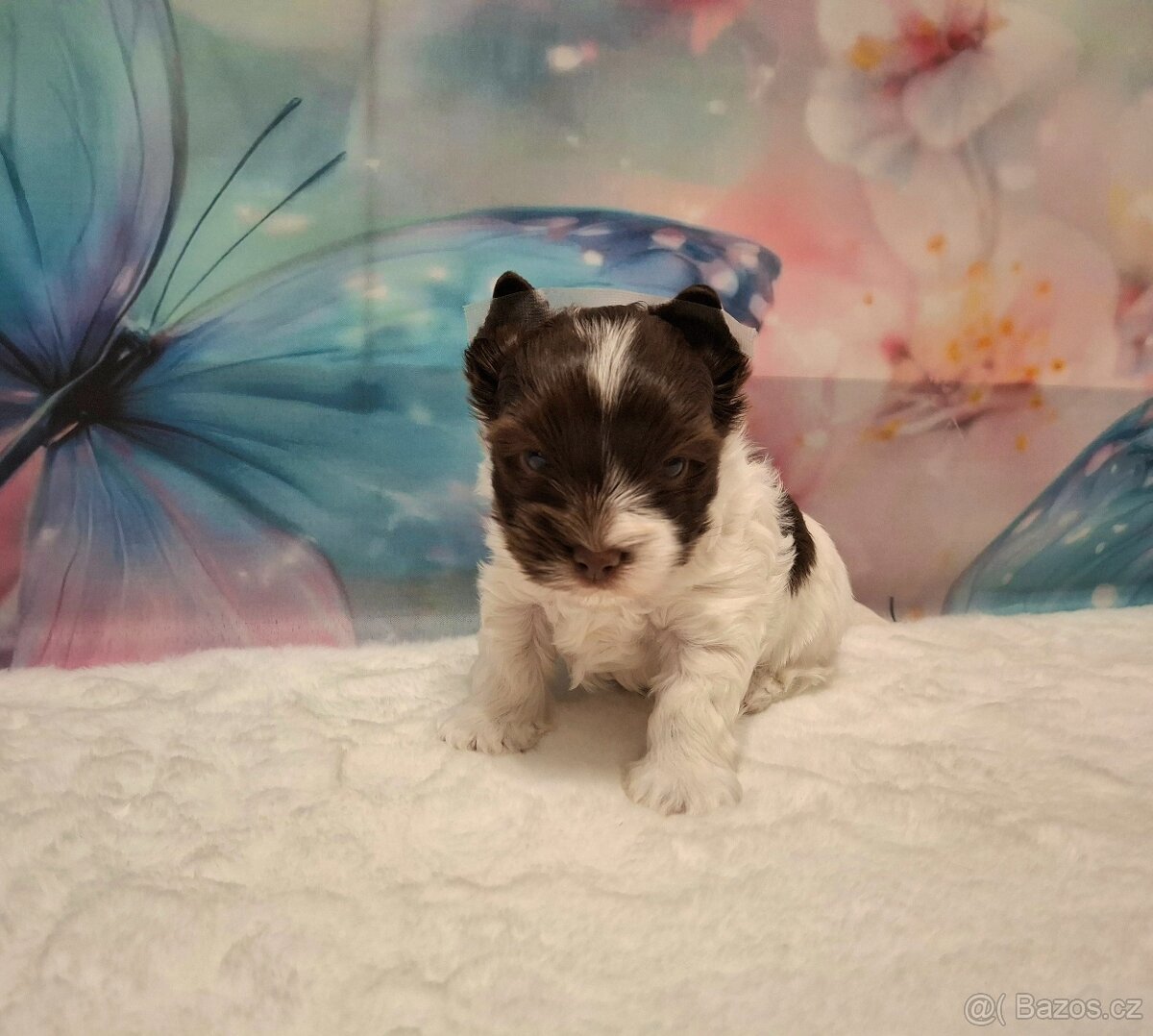 Jorkšírský teriér - biro, biewer - 7