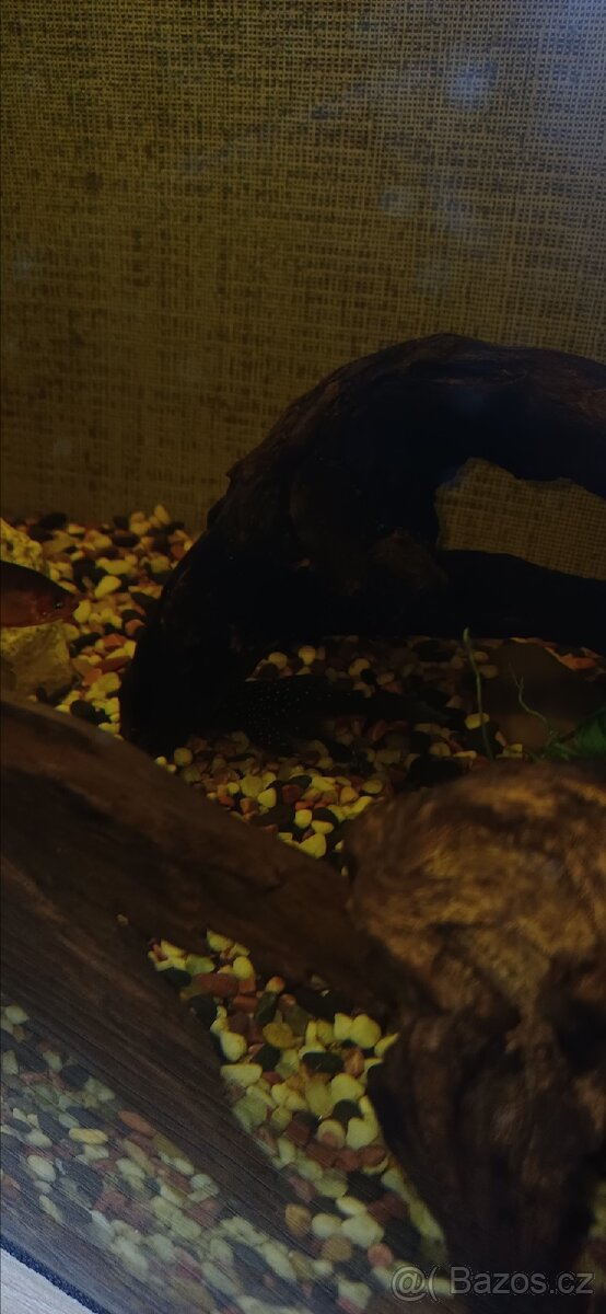 Zařízené akvárium - 7