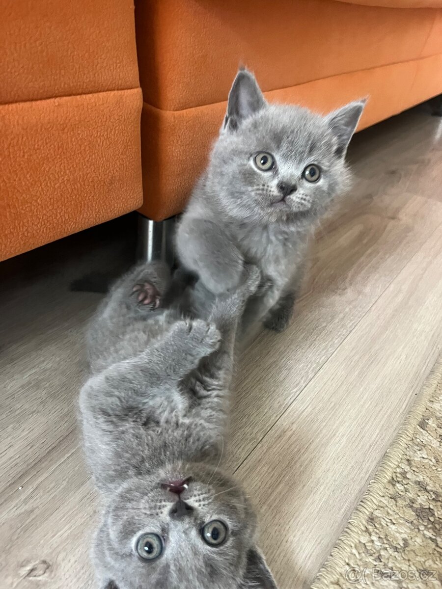 Britské kotatka - 7