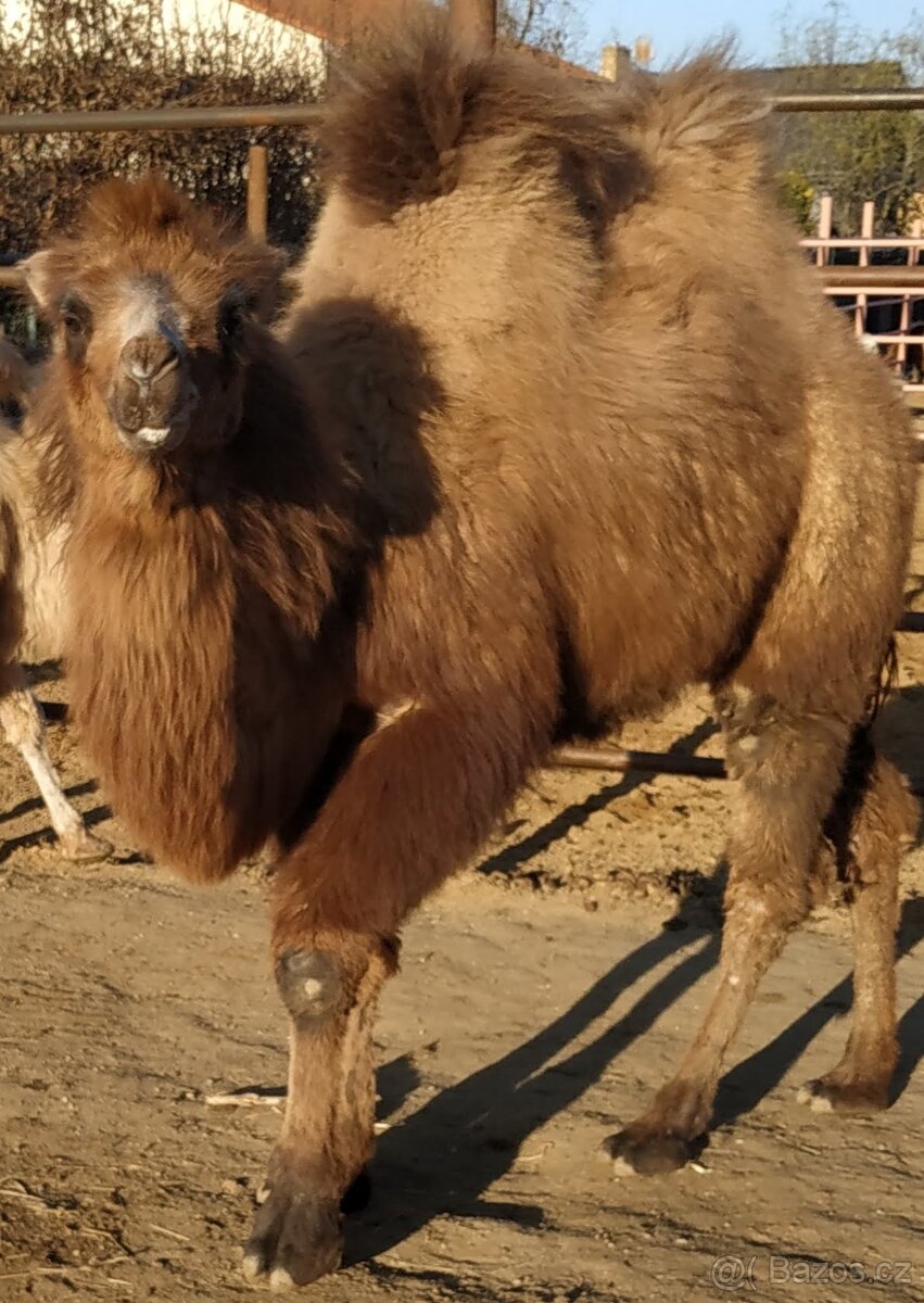 Velbloud - 7