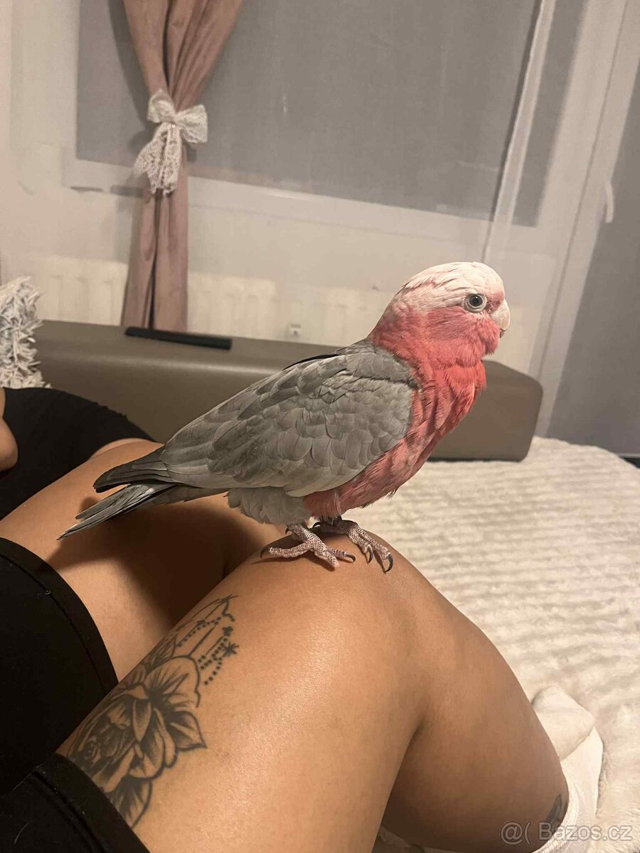 Kakadu růžový - 7