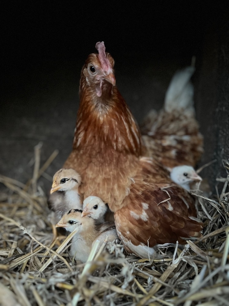 Násadová vejce - 7