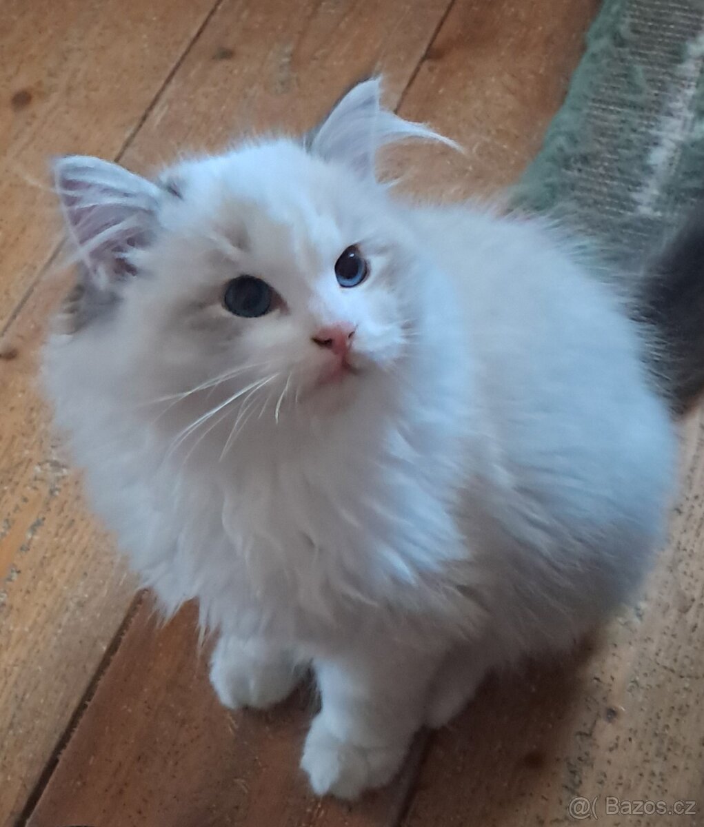 Koťátka ragdoll s PP (FIFE) - 7