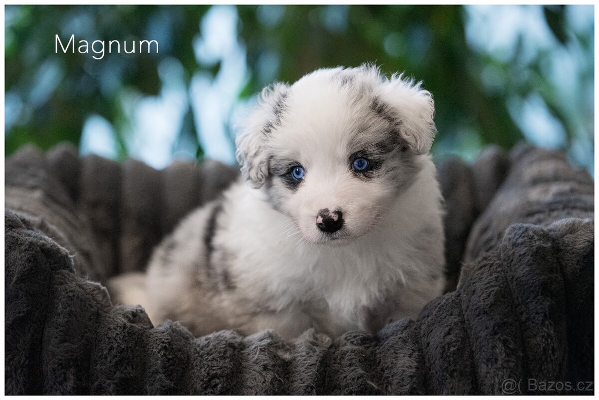 Border Collie, Border Kolia s PP FCI barva Blue Merle - 7