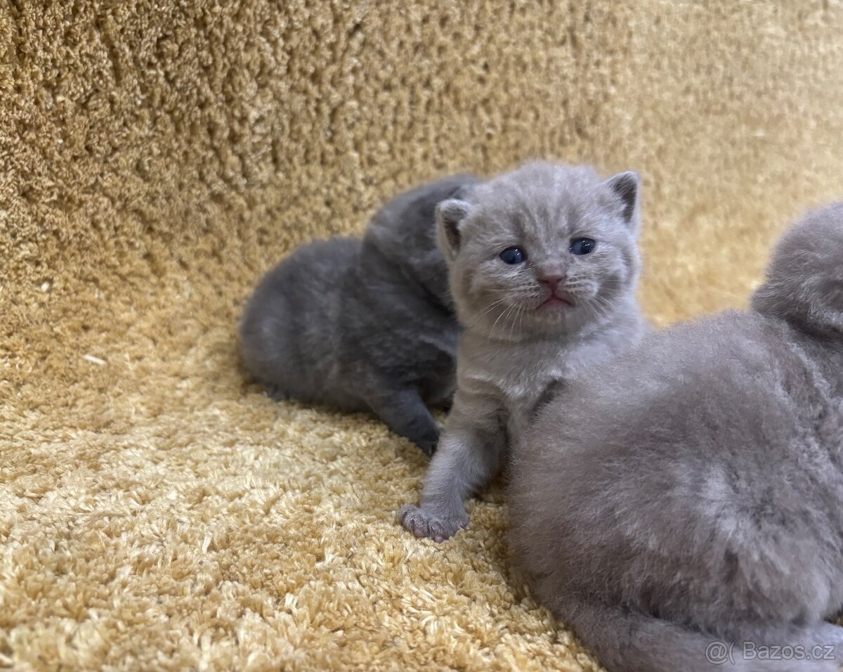 Britská koťátka - 7