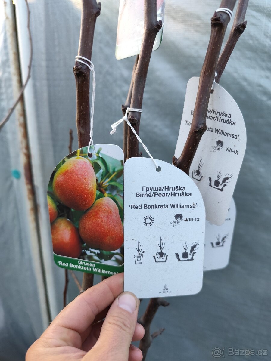 Ovocné stromky a keře - 7