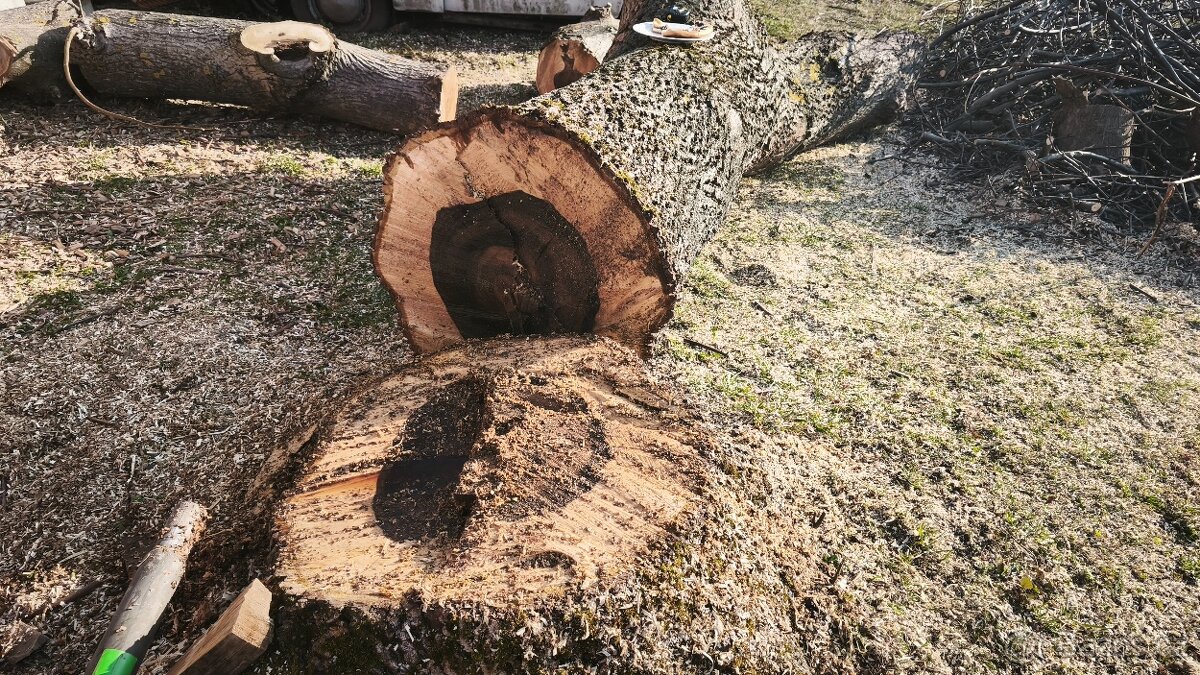 Dřevo ořešáku - 7