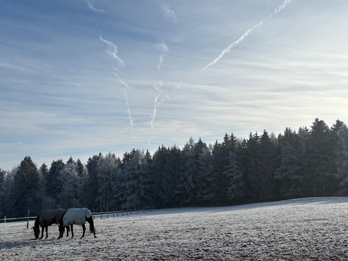 Boxové Ustájení - 7