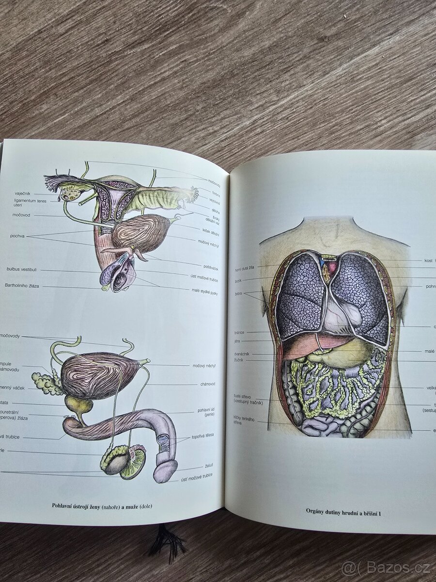 Praktický slovník medicíny - 7
