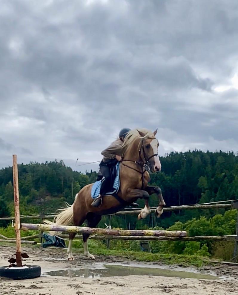 Připouštění Welsh Cob D Isabel barva - 7