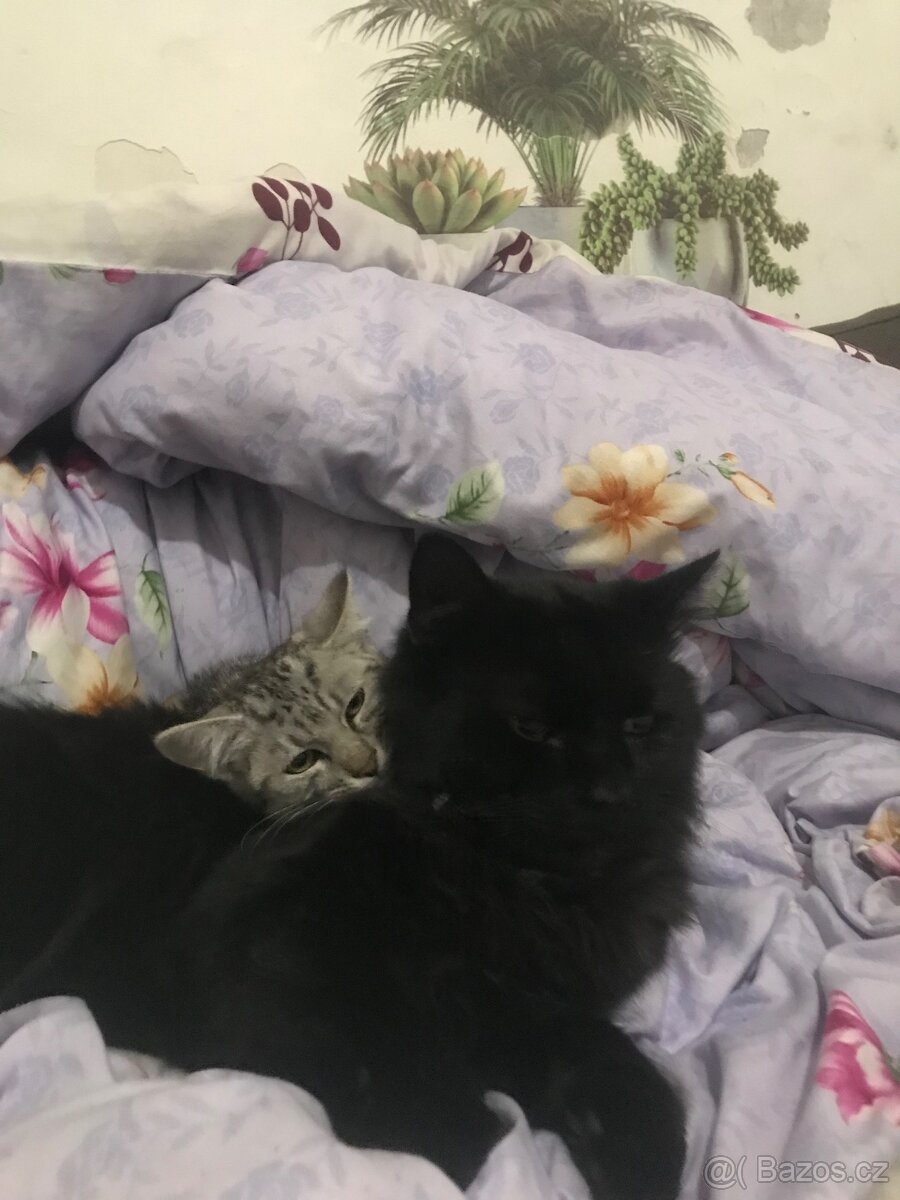Daruji kotě - 7