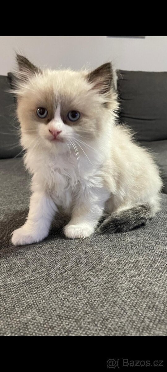 Koťátka Ragdoll - 7